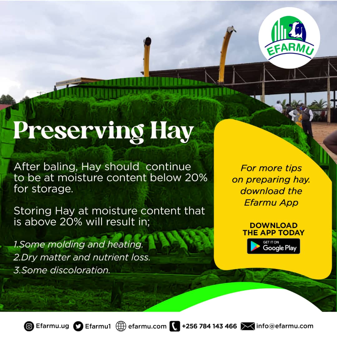 Having proper records will help you have a stress free weekend
Download the Efarmu app and start having stress free weekends.Happy weekend
#Efarmuapp
#Digitalisingfarming pic.x.com/oWWCqUt1Gx