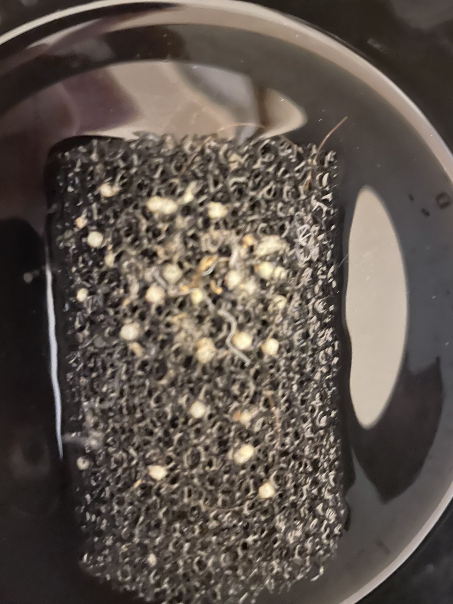 あっち ちょっと皆さーん 屮ﾟ ﾟ 屮 ｶﾓｰﾝ こちら金魚の卵ですってー 気持ち悪くなかったですよー うちの子 メスでしたよー 金魚 白い卵 乙女 T Co N6tg9jnxxg Twitter