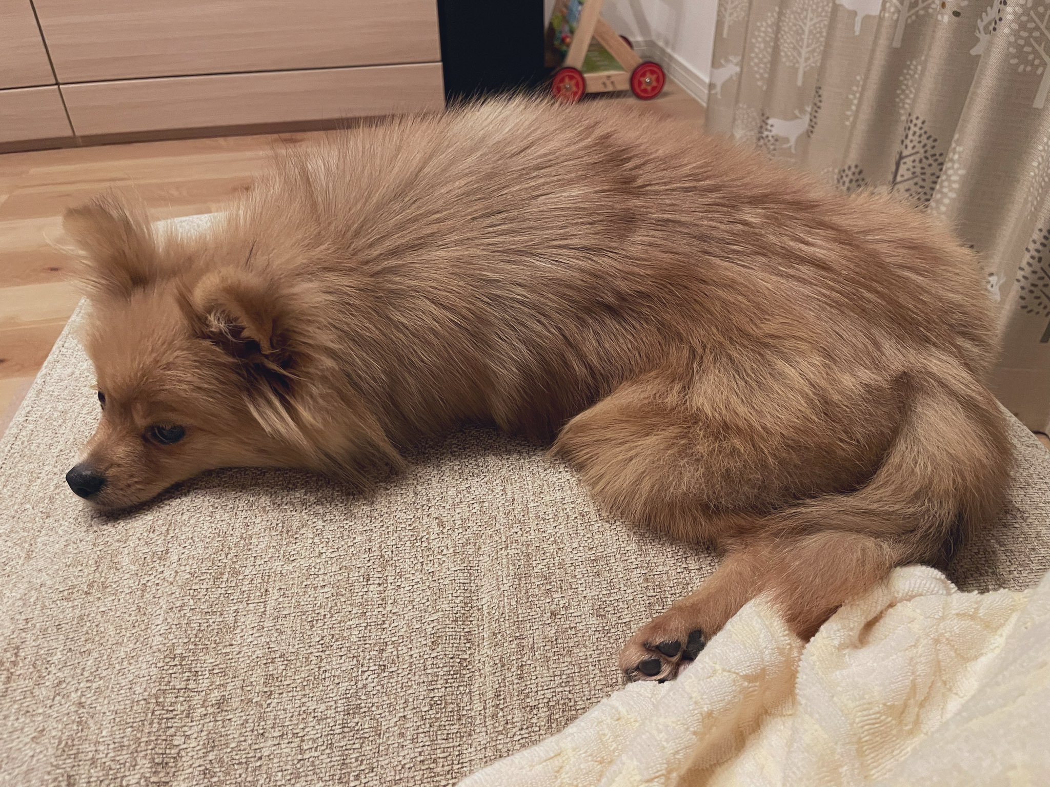 تويتر ぽん太 على تويتر Sakufuwa7 ありがとうございます しばらく添い寝してたら ちょっと元気に動くようになってきました