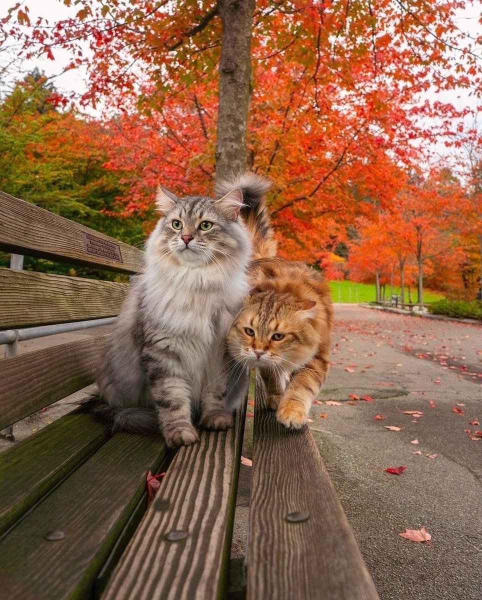 Micol_Manzo's tweet photo. "Un amico vero è colui che riesce a farti ridere anche quando stai vivendo un momento difficile. La sua compagnia ti fa apprezzare ogni istante della vita." 

Micol Manzo

#buongiorno #BuongiornoATutti #buonsabato #BuonWeekend #20novembre https://t.co/DRbGJK9u96