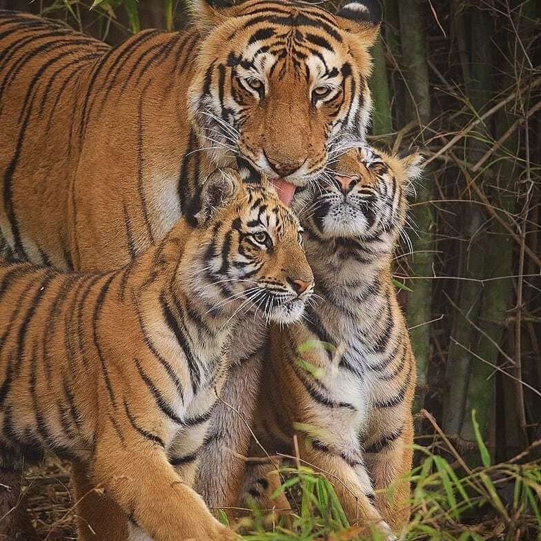 BigCatsIndia's tweet photo. Meeting your Mom after a long time be like !!!!!
Tadoba
.
#bigcatsindia #safariwithbigcats #bigcats #savebigcats #bigcatssafari #savetigers #savelions #saveleopards #savewildlife #savenature #savethetiger #wildlifeconservation #wildlifephotography #wildlifeindia #saveeart… https://t.co/A0KddXAyaa