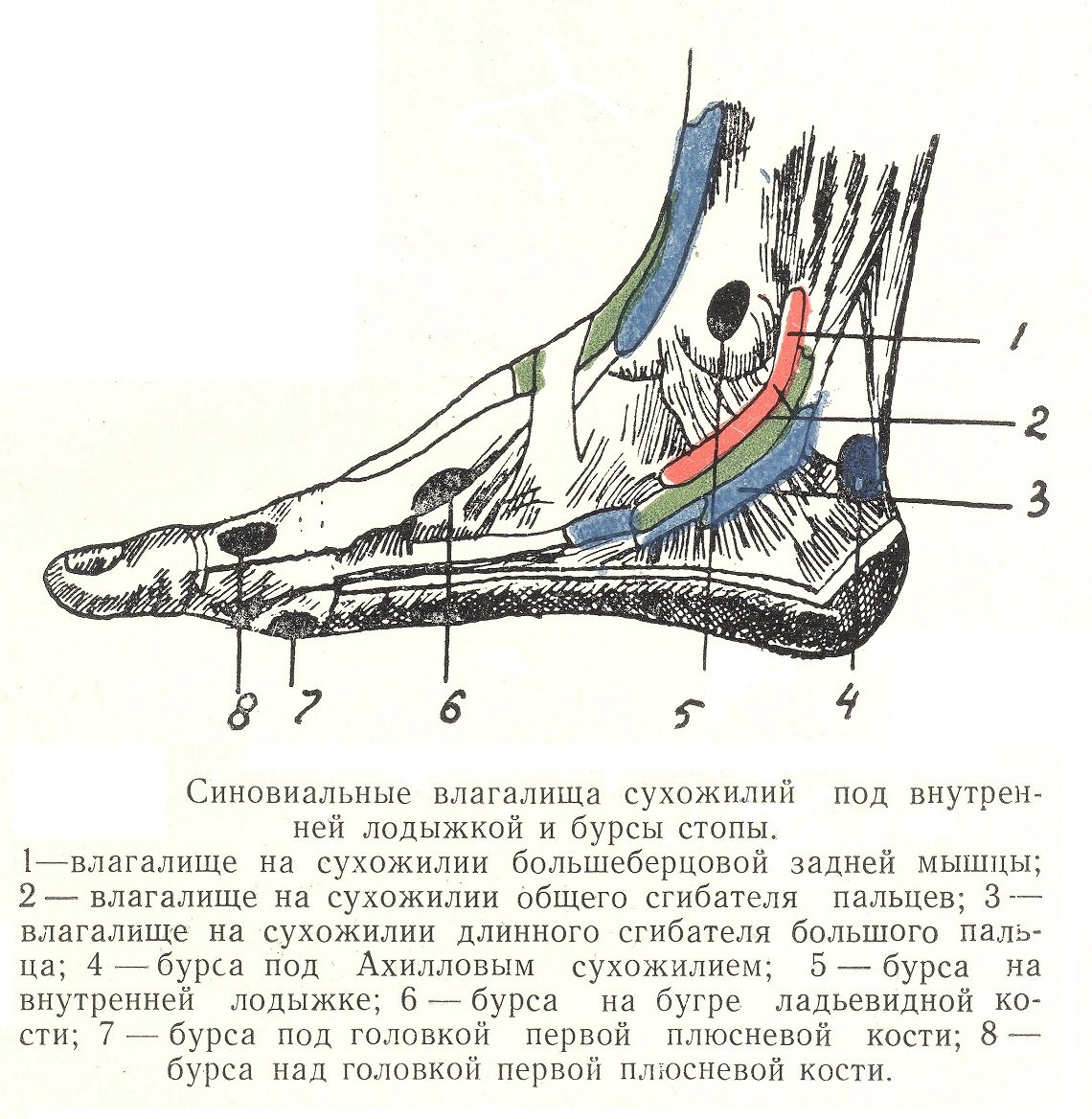 Голеностопный сустав топографическая анатомия