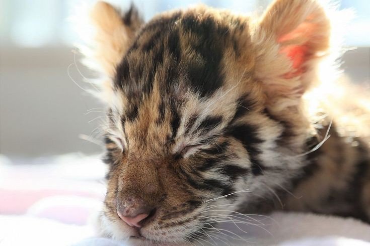 доброй ночи, хорошики 🌙.
желаю вам такого же сладкого сна, как у этого тигрёнка 🧡💭
не засиживайтесь допоздна, пожалуйста: сон — очень важная штука, от него на 50% зависят ваши самочувствие и настроение на завтра.
обнимаю 🤗