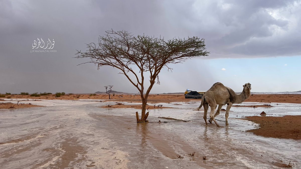 برد وسيول شمال العيينه #تبوك السبت ١٥ -٤-١٤٤٣