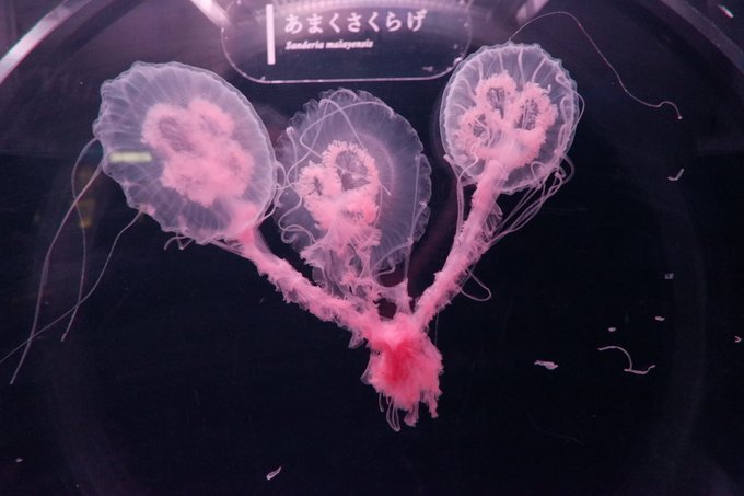 アマクサクラゲのtwitterイラスト検索結果