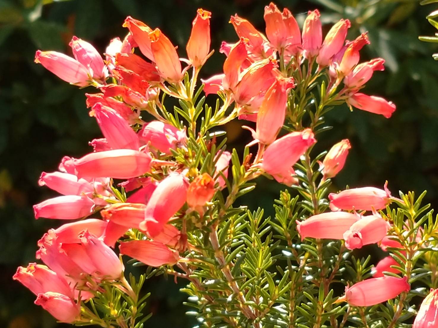 花や自然 趣味のlineスタンプ お疲れさまでした 写真は エリカです 可愛らしい小花が密集して咲く姿は にぎやかでボリューム感があります エリカ 花言葉は 孤独 寂しさ 博愛 良い言葉 T Co 5bubphs6bw Twitter