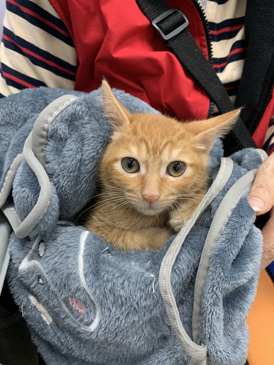 동생아! 안녕!

지금 니우니우가 로우쏭 냄새를 맡아도 큰 반응이 없어요. 로우쏭는 지금 혼자 방에 격리되어 있어요. 다음 주에 백신과 건강검진을 받을 예정입니다.

@rousong_cat 
#길고양이 #고양이 #니우니우