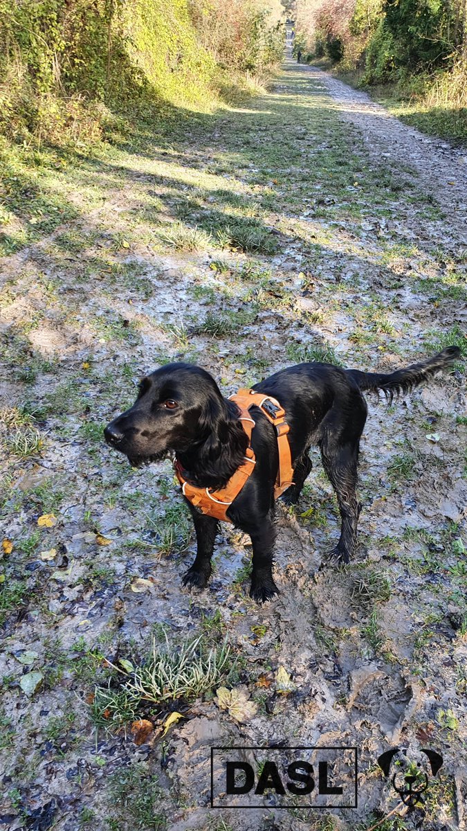 lab577's tweet image. Never too mucky for a dog walk.

#DASLDog