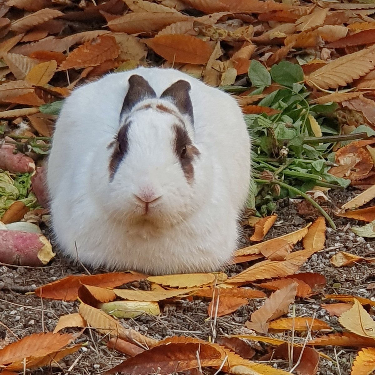 로꼬 1억 류진이 스춤 기념으로 RT이벤트 합니당 추첨을 통해 3분한테 그립톡 하나씩 드려요 많관부
