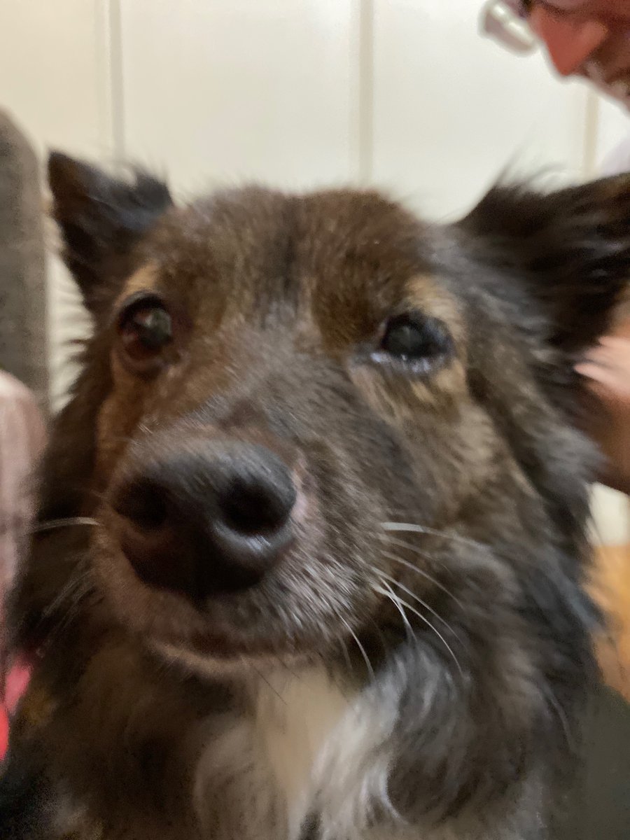 大型犬だと思った 写真マジックで翻弄するわんこさんが話題 わんちゃんホンポ