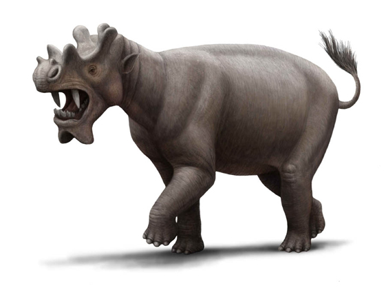 Extinct Animals 🦣🦤 en Twitter: "Uintatherium was a large herbivorous  mammal that measured 4 metres long (about the size of a rhino). However,  its brain was only the size of an orange. (