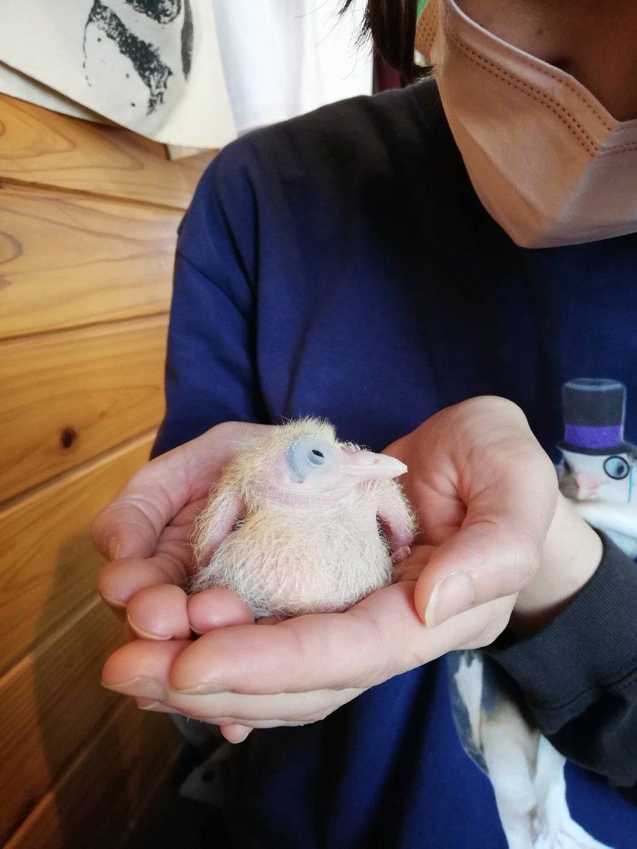 とっとこさま＆じーじ＆しろちゃん＆つぶ🐥 tweet media