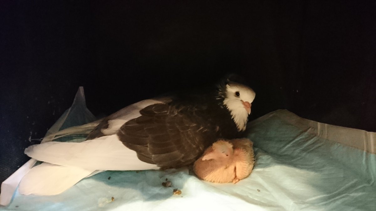 とっとこさま＆じーじ＆しろちゃん＆つぶ🐥 tweet media