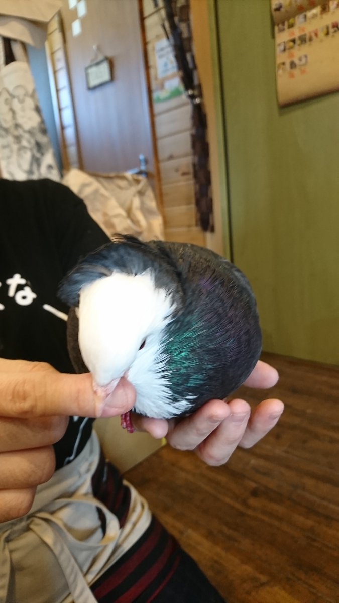 とっとこさま＆じーじ＆しろちゃん＆つぶ🐥 tweet media