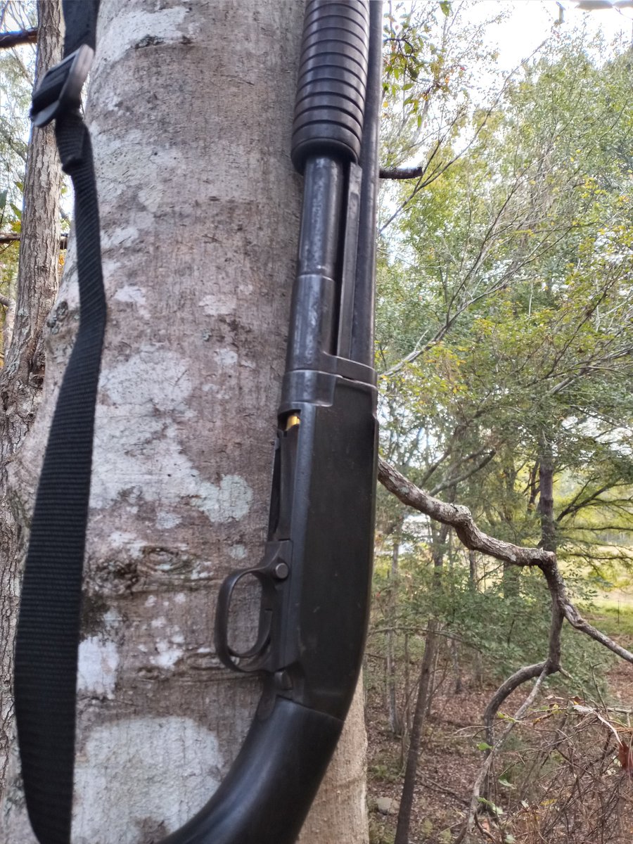 sawpine9's tweet photo. Antlerless weekend here in ne Florida on private land. Waiting
#16ga #flhonky https://t.co/pTaOjDIB2s