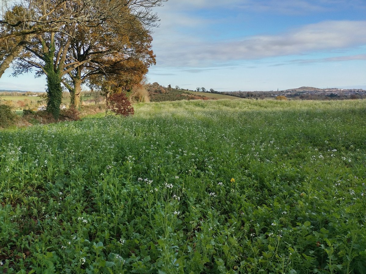 Not even direct drilled! It feels like spring here not autumn!