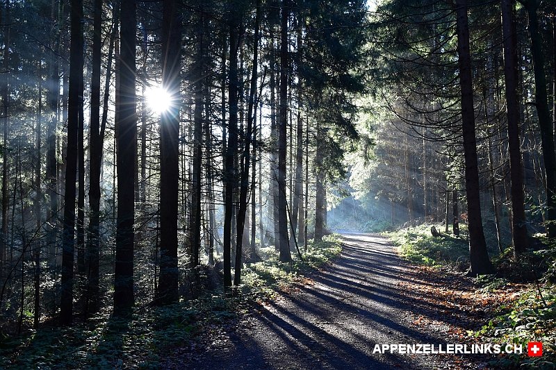 appenzellerlink's tweet photo. Hüt, dur dä neblig Wald, a d'Sunnä.🌞 #Oberegg #Waldstrasse #Rütegg #Appenzellerland https://t.co/8lIhZTCoAN