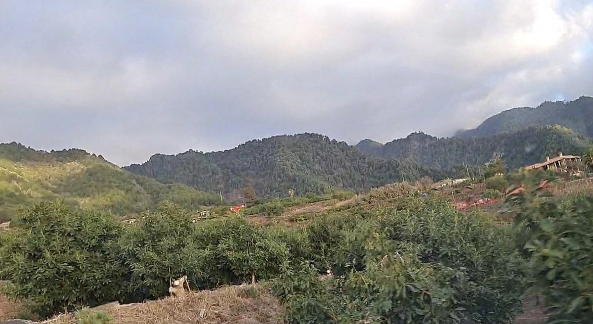 El agricultor palmero Jorge Brandon, “el Gallo”, está con 70 cajas de 🥑 de La Palma camino a venderlas en Gran Canaria a solo 5€ el kilo. Me ha pedido ayuda en difundirlo por quien pueda querer algo, se lo acercan por toda la isla. Su tfno es 657.217.953. RT porfi 🙏🏻🙏🏻