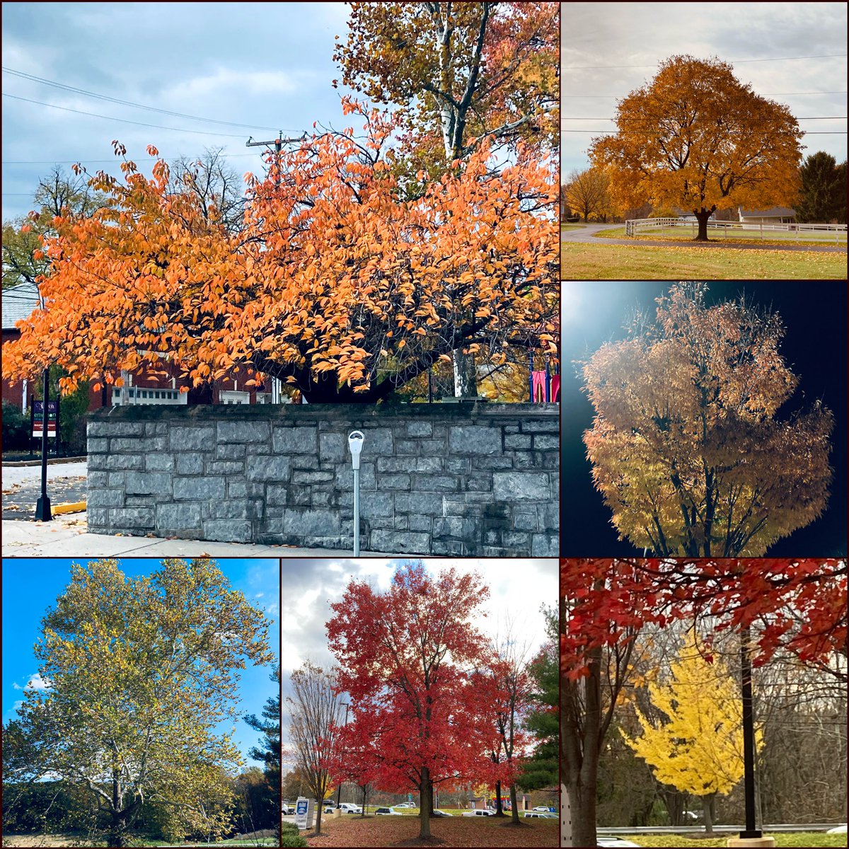 Gorgeous trees for this #sixonsaturday 🌳🍁

Red maple (acer rubrum), yellow maples, #CherryTrees, & #QuakingAspens (#AlphabettyBlooms 😉) are some highlights.

The stunning reds & yellows are everywhere & look fab 🤩 both in the wild & in town.
#trees  #fallcolours #autumn