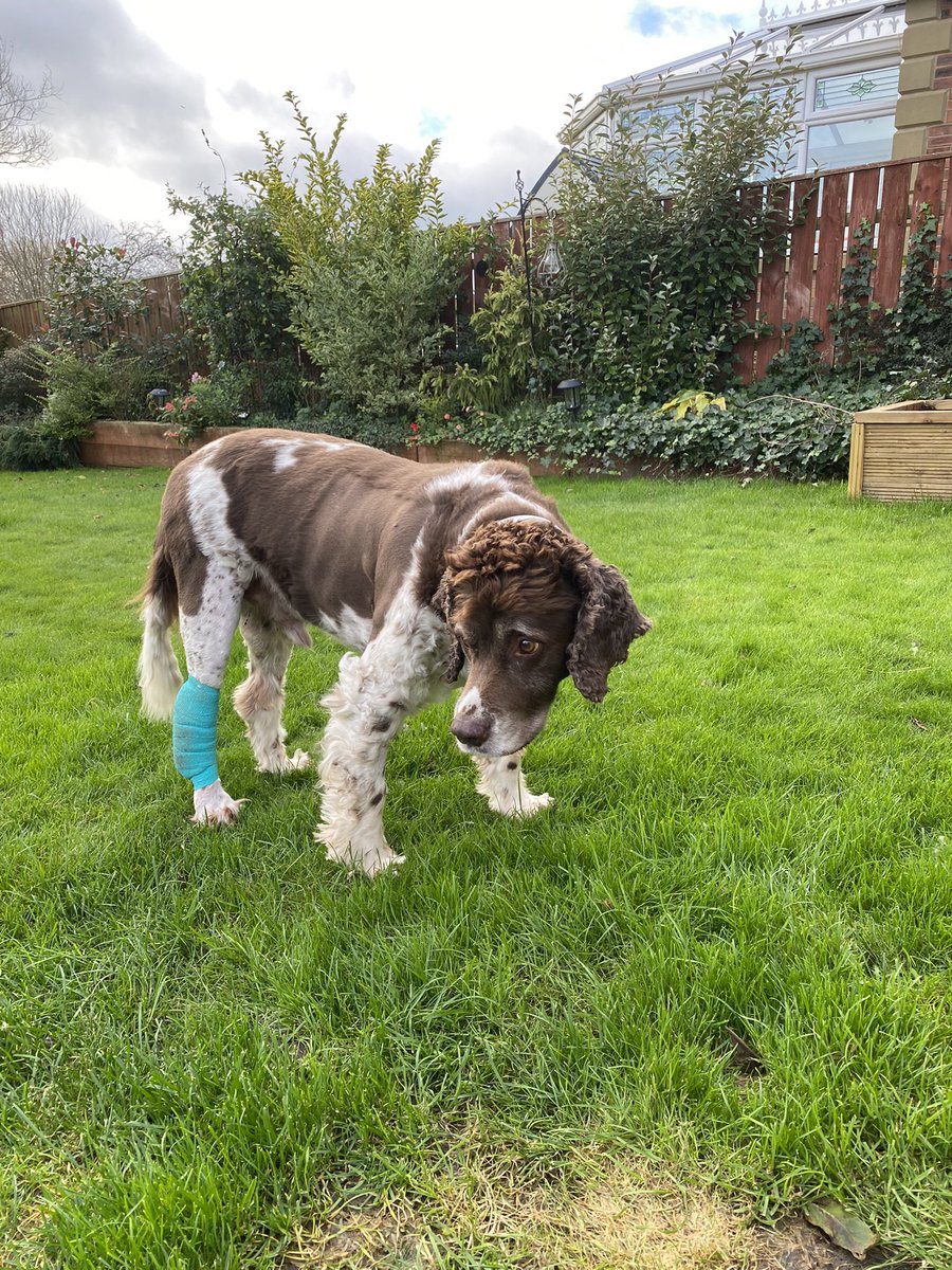 SpanielsSuper's tweet photo. Post Op: Day 15. The dressings are getting smaller, my walking is getting better. The scar on my side is incredible &amp; my vets are thrilled with my progress. Walks are still rubbish &amp; NO Swimming allowed 😕💔#SnoopysGettingBetter #RecoveringWell https://t.co/00w77nhxt6