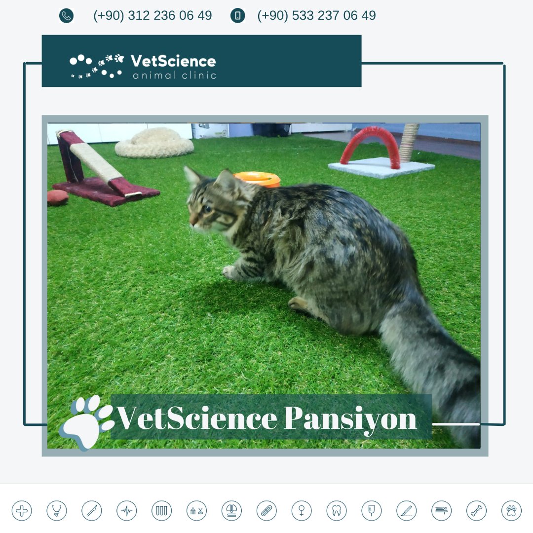 VetscienceC's tweet photo. Özel ve steril alandan oluşan pet pansiyonumuz.Gerekli tüm teknik donanıma sahip ekibimizin pansiyon hizmetiyle dostlarımızın güzel zaman geçirmelerini sağlıyor,evinden uzak olduğunu hissettirmemeye çalışarak bireysel ihtiyacı doğrultusunda sosyalliğine özen gösteriyoruz. https://t.co/TZD1lmvE9j