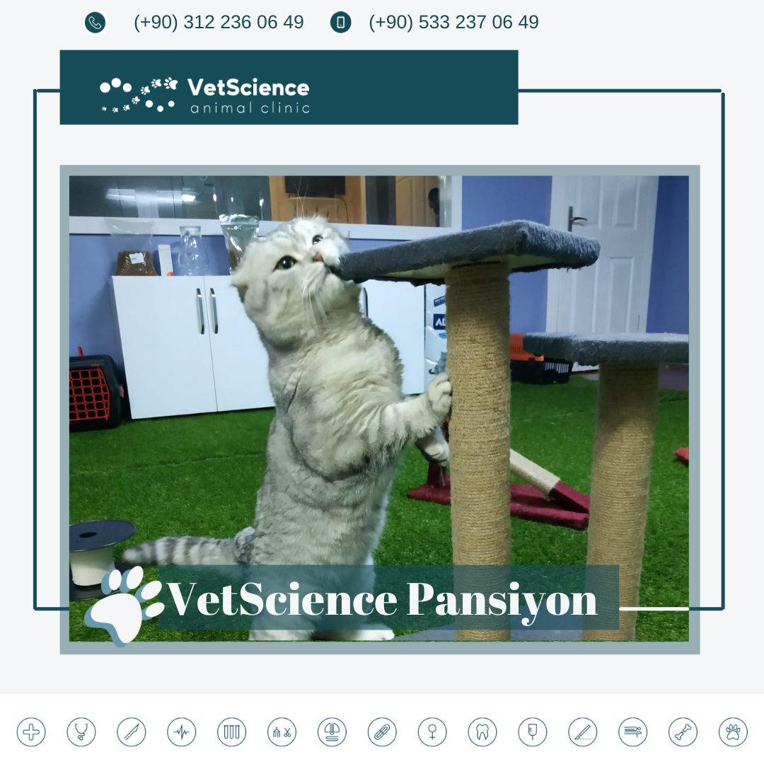 VetscienceC's tweet photo. Dilerseniz patili dostumuzu evinizden alıp evinize teslim ediyoruz. Siz bir yere giderken bize emanet ettiğiniz dostlarınız da bizimle güvende, konforlu ve eğlenerek tatil yapıyor olacak. 🙂

📞Detaylı bilgi için iletişime geçebilirsiniz.

 #vetotel #vetpansiyon https://t.co/HtL8wN0wJr