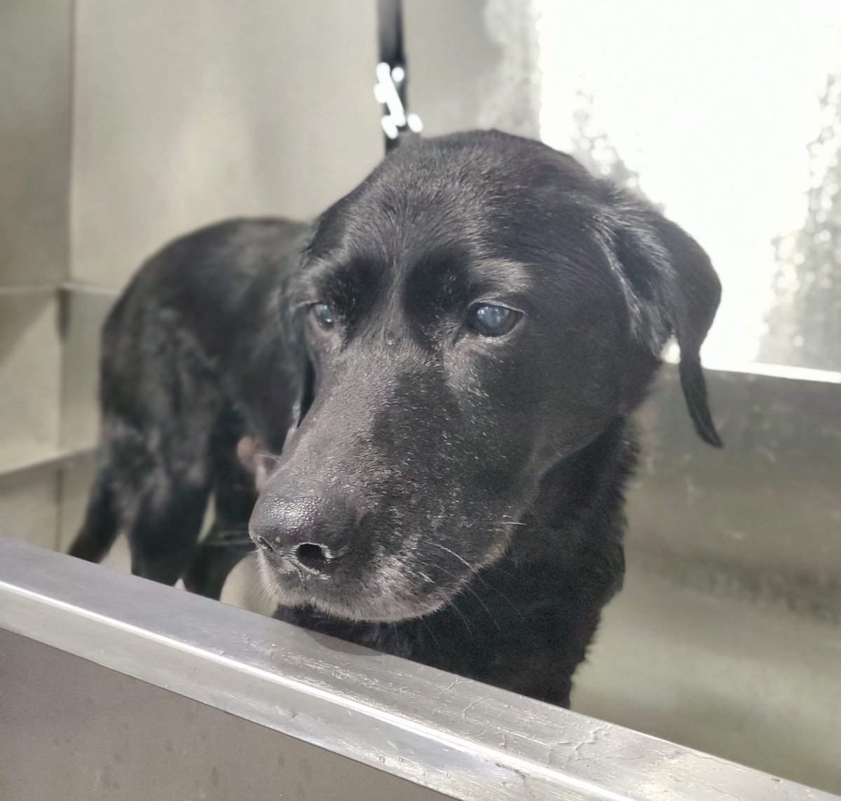 Bath day 🐾

#blackdogs #retiredpolicedog #saturdaywash