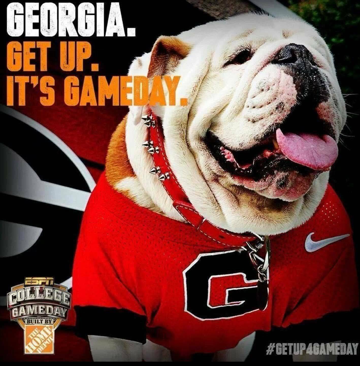 Dawg news daily on twitter: 