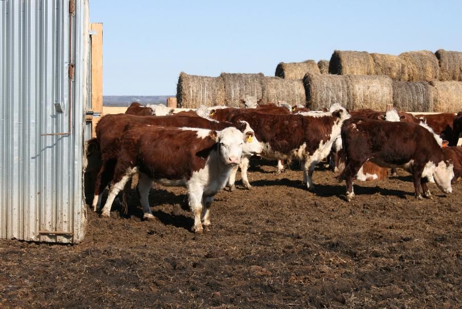 красноярский колхозник