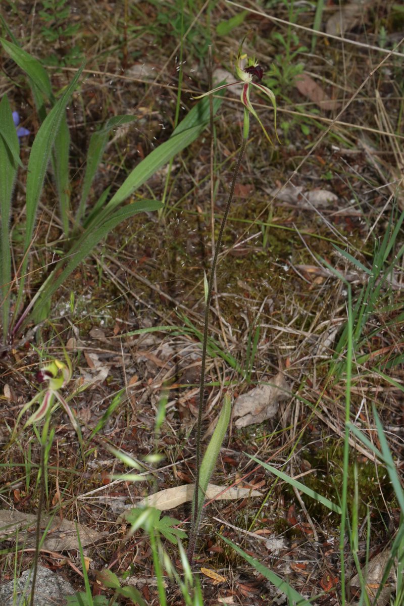 The very groovy &amp; very rare Caladenia amnicola (Streamside Spider #Orchid) starting to #flower near Armidale. Known only from the type locality, we hope to get some seeds into #PlantBank for #conservation storage &amp; research for the first time soon. #SavingOurSpecies #biodiversity
