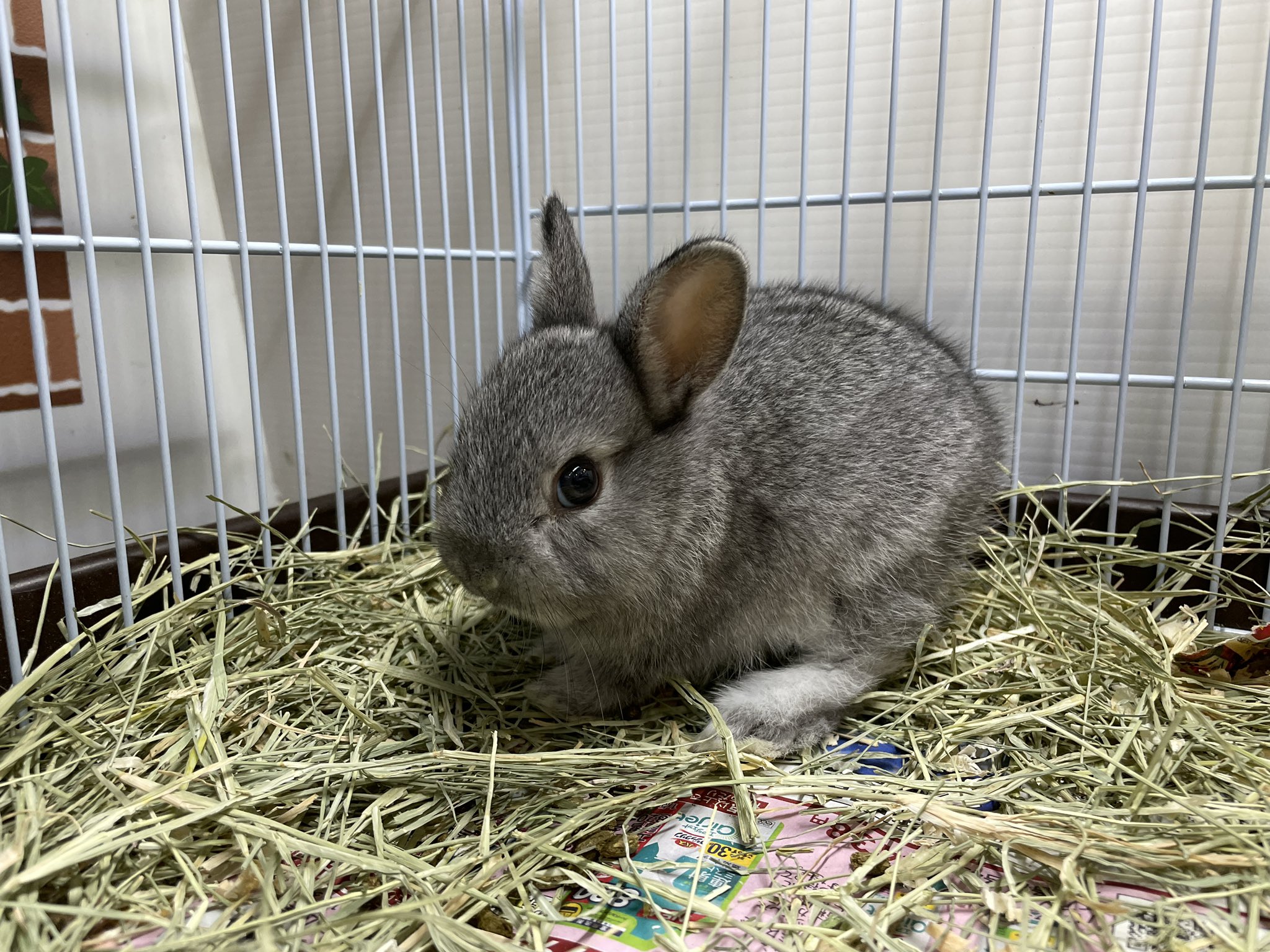 Mickey Gon新座店 アクアリウム エキゾチック ネザーランドドワーフ ミニウサギも入荷してます グレーのこは ミニウサギ 他がネザーちゃんです チョコカラーの子以外女の子になります ネザーランドドワーフ ネザーランドドワーフ赤ちゃん