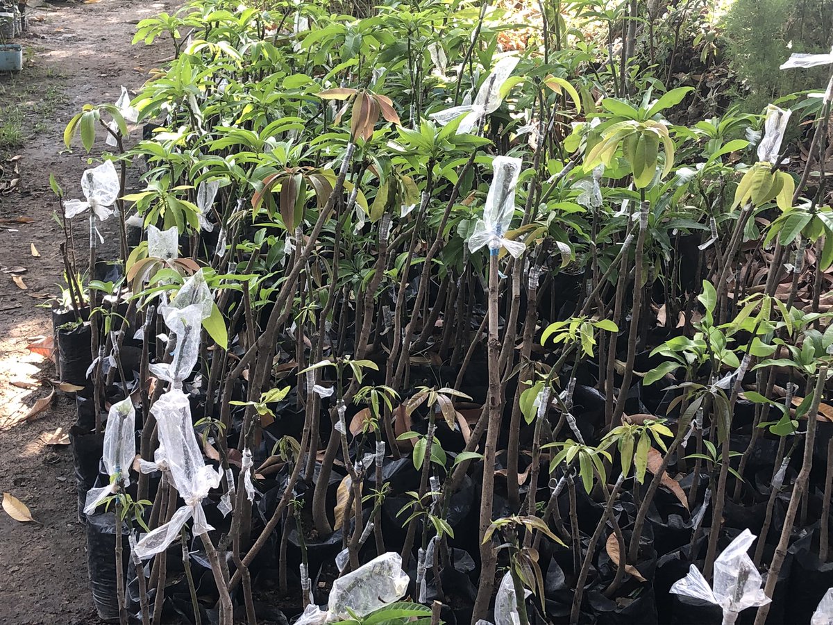 Edah Clement tweet media