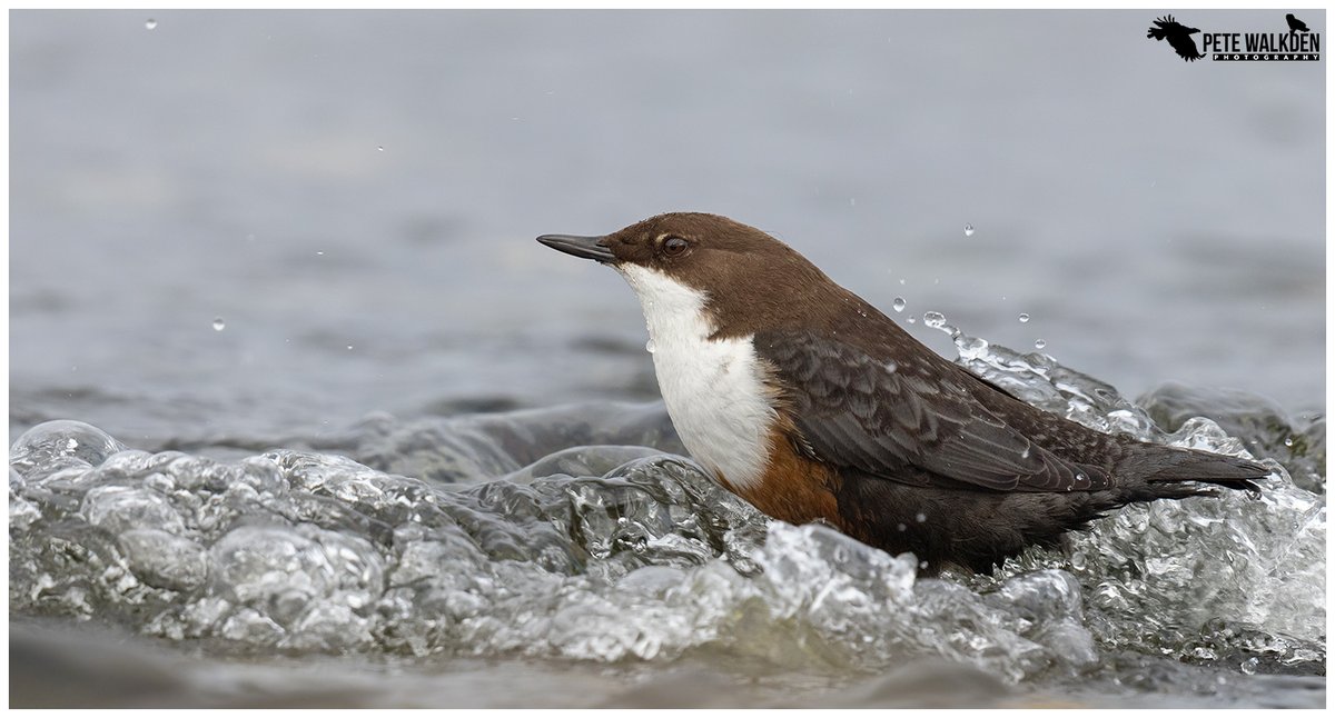 Dipper - untroubled by the monstrous tsunamis crashing in from the loch. #birding #Mull #birdphotography #ThePhotoHour #wildlifephotography #NaturePhotography #NatureOfScotland