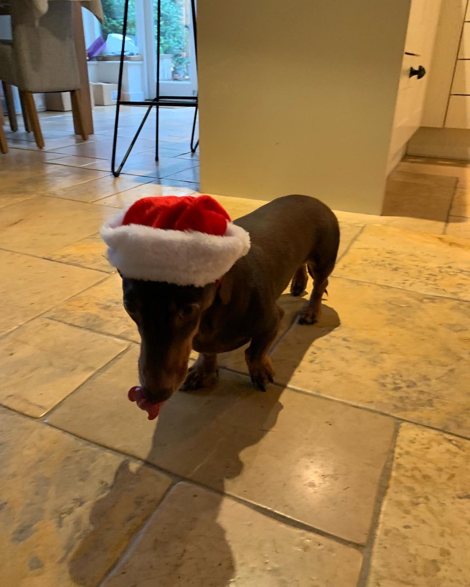The Superdog is getting into it #dachshund #Animal #ManCity #Manchester