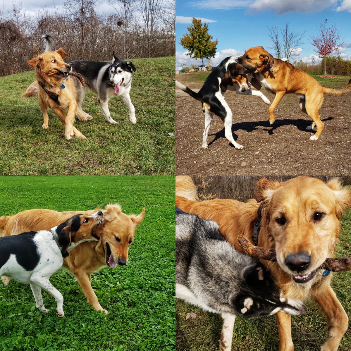 Some of our pups are #socialbutterflies who really enjoy their park time!
🐕🐾❤🐶😁
#weekendvibes #socialSaturday  #walkinthedoginwhitby #walkinthedog