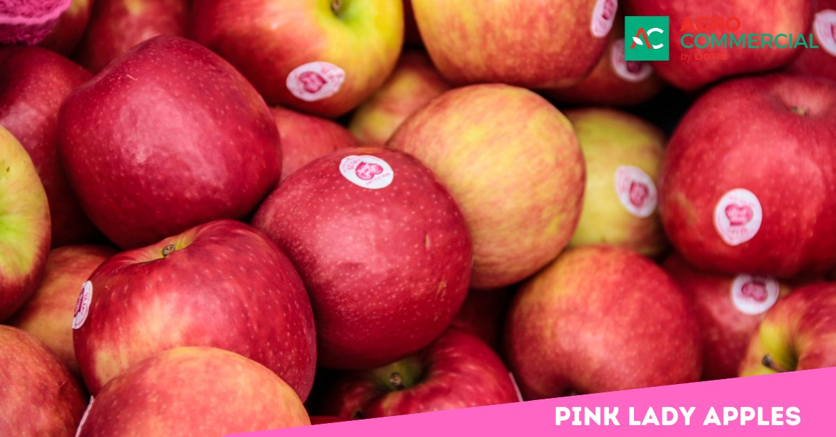 ΕΦΤΑΣΑΝ ΤΑ ΜΗΛΑ PINK LADY!🍎🍎🍎🍎
Το μήλο Pink Lady® διακρίνεται για τον εξαίρετο αρωματικό πλούτο του.
Λαχταριστοί τόνοι βανίλιας, γλυκιές νότες τριαντάφυλλου και πληθωρική γεύση μελιού... Αυτές είναι οι γεύσεις που αναδεικνύονται όταν δαγκώνει κανείς ένα μήλο Pink Lady®!
