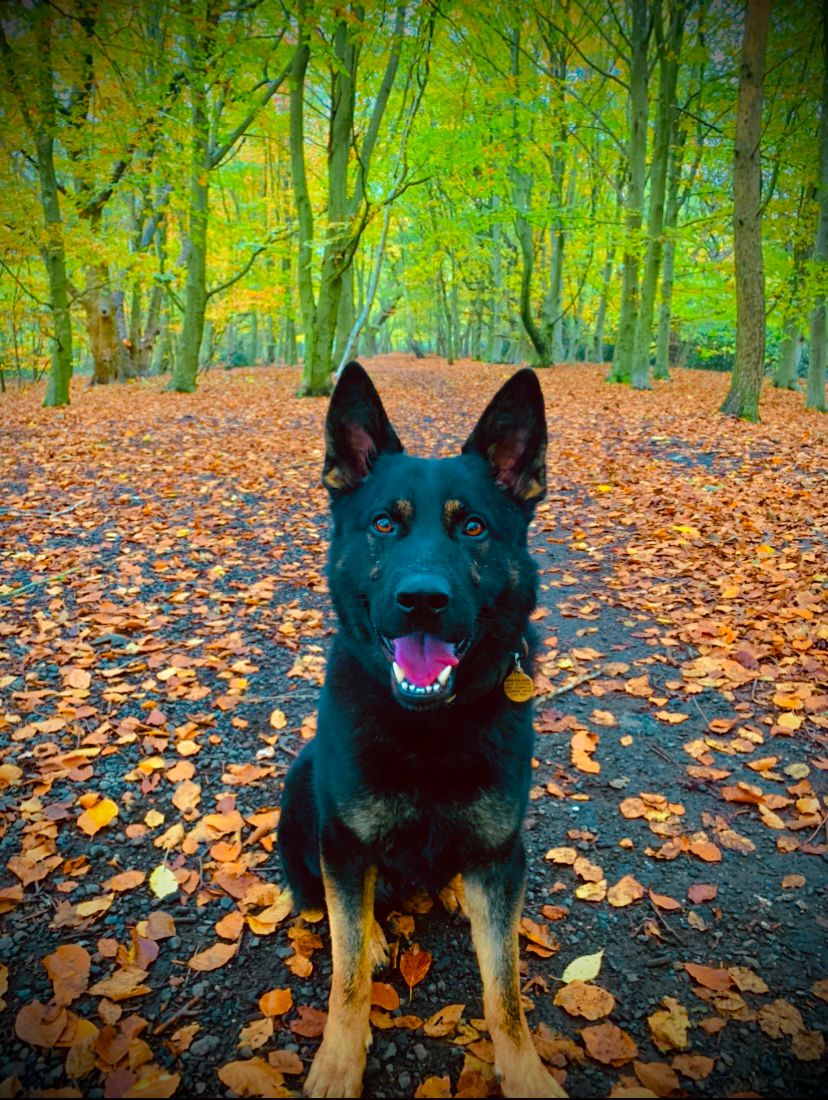 MerPolDogs's tweet photo. After a male refused to stop for police, a foot pursuit followed. PD MIZZ was on scene to assist and detained the male before using his nose to locate the drugs. Clever boy!
Male also wanted for other offences.
#ouch
#soreinthemorning https://t.co/FTCV7ldDbt