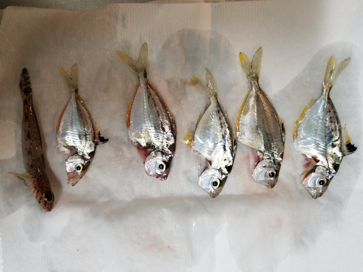 taaboo_tabo's tweet photo. 釣り行って、コマセで小さい魚が釣れたけど、魚の名前がわからない！！ https://t.co/MzlbVk7ZED