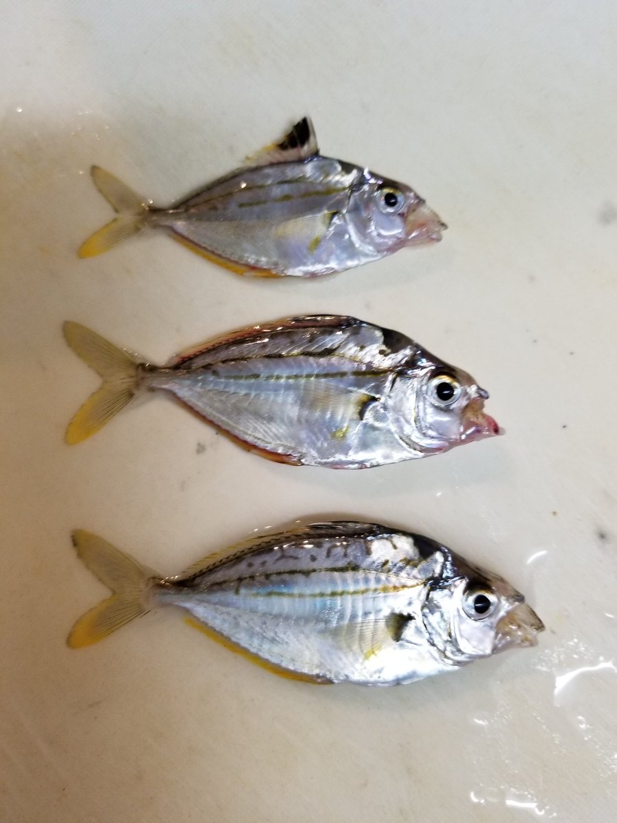 taaboo_tabo's tweet photo. 釣り行って、コマセで小さい魚が釣れたけど、魚の名前がわからない！！ https://t.co/MzlbVk7ZED