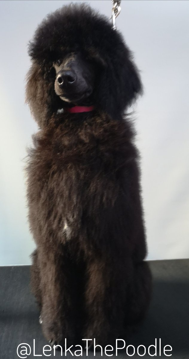 I got made pretty too 🎉🐾🎉 but I played with a dead rat the night before so no-one wants kisses 😢 It was Frank 🐱 treasure &amp; I stole it from him 🏆
#StandardPoodle #Poodle #Puppy #DogsOfTwitter #DogGroomersDog