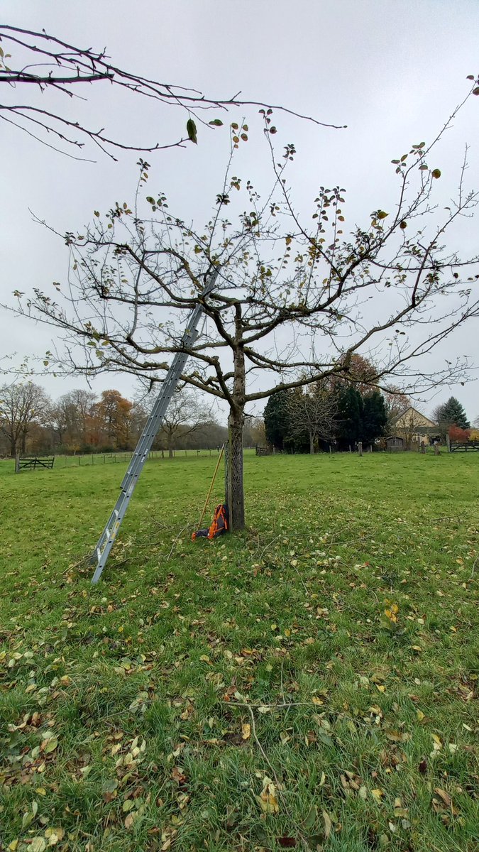 We zijn begonnen!! #hoogstambrigade