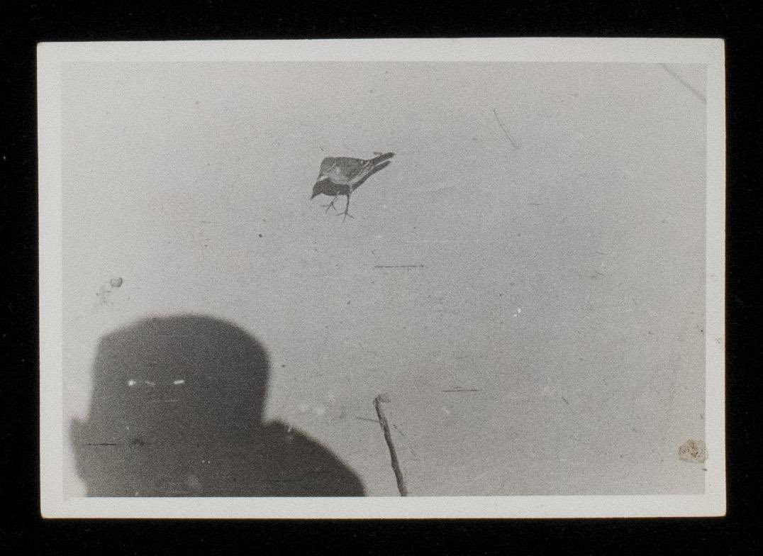 armymuseumsuk's tweet photo. Explore Your Archive Week| Day 1| Small
@explorearchives
This little guy was snapped by Cpl. Harold Stanton in 1918.
Points if you can tell us the species!
Click the link for more:
https://t.co/ZGLXj7R1Cq
📸: @RA_Museum collection
#EYAWeek #TheOgilbyMuster #ArchivesExplored https://t.co/SMZF1sGKDV