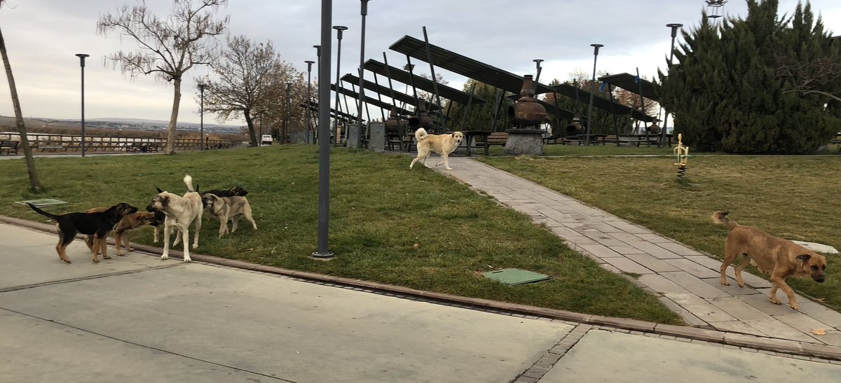 Batılı gibi spor yapan, yürüyüşü seven bir toplum değiliz, doğru! Peki hangi batılı bu ortamda yürür/ koşar?