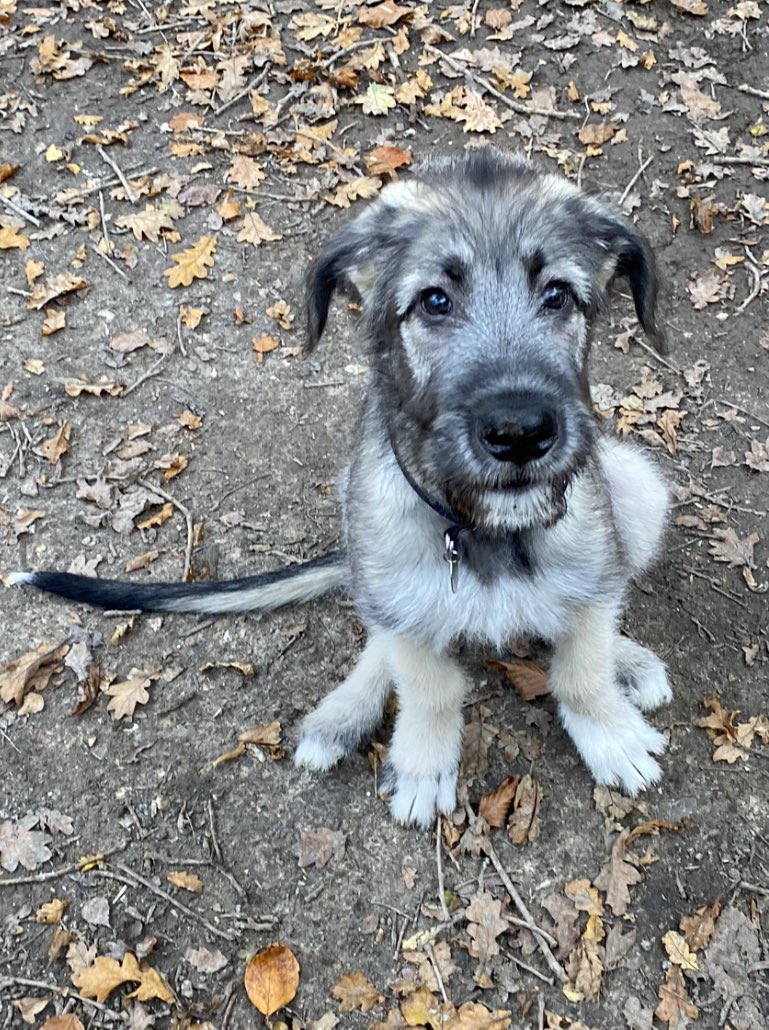 Good morning. May your weekend be as happy as an #irishwolfhound #puppy in the woods