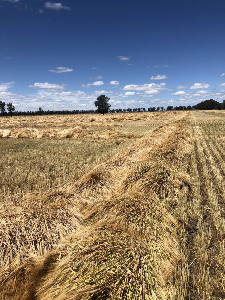 1st timer windrowing planet barley. Contractor doing his best at ‘stooking’ ✅👌