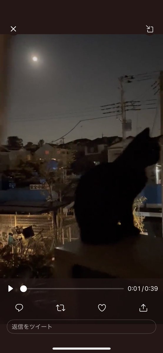 毎日疲れ気味の私　少し元気出た
満月と「はな」