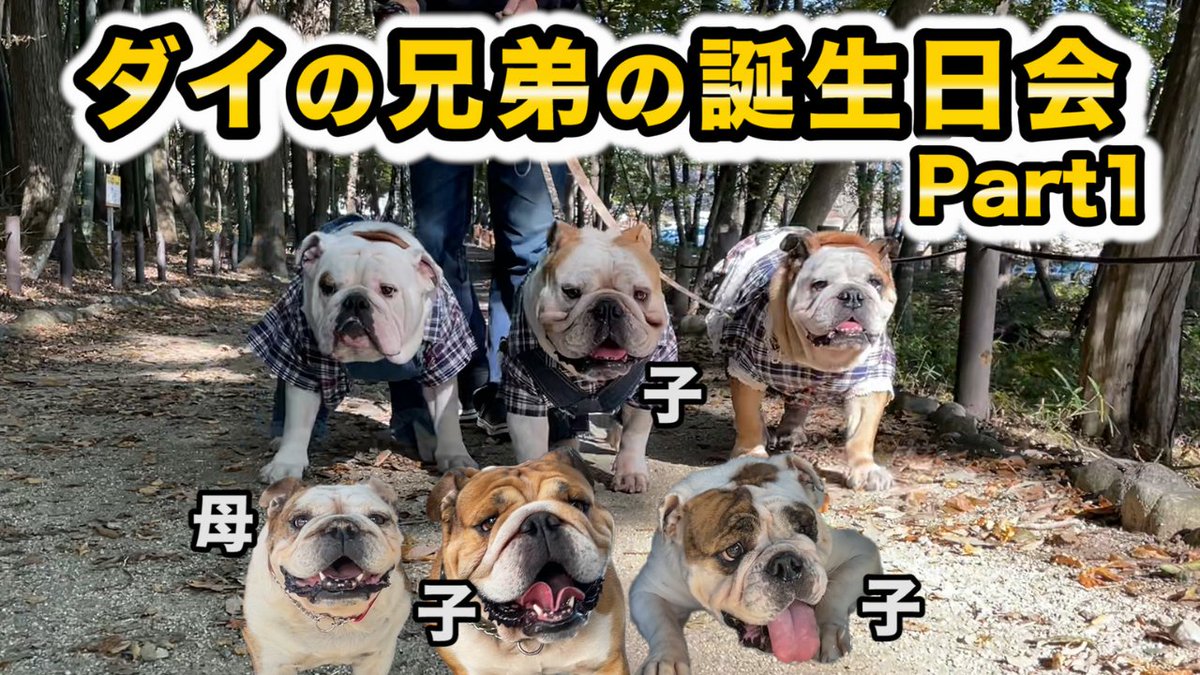 blair_1218's tweet photo. new！！犬『ブルドッグ』ダイ兄弟の誕生日会！家族集合だ！part1 https://t.co/zsJABvRP6Z @YouTubeより 

#ブルドッグ
#イングリッシュブルドッグ
#ペットとの暮らし https://t.co/pRXcGRVnM5