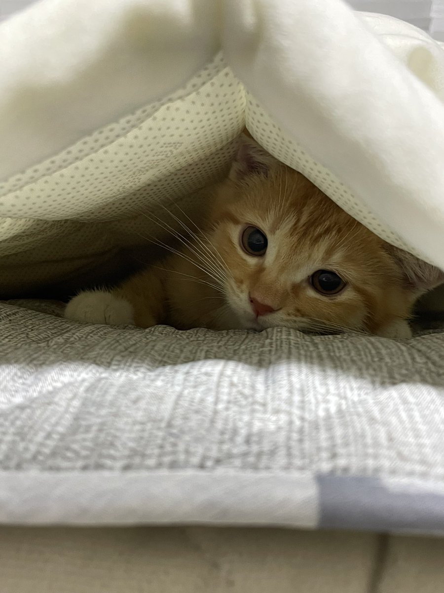 dongggeul's tweet photo. 바부 https://t.co/Lb7escuivj