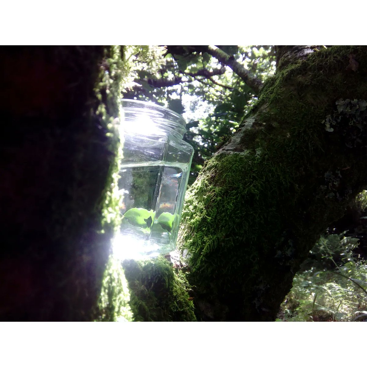 DACymru's tweet photo. 'Conversations with Arabella' from artist of the week, Gaia Redgrave // gan artist yr wythnos Gaia Redgrave
๐ https://t.co/pq23d06PeY
#Artistsofinstagram #ArtsWales #DACymru https://t.co/VaFx4YWOMV