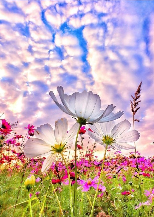 TLeoni311's tweet image. Beautifull day for all 🌸